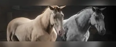 Ахалтекинская лошадь, изабелловая масть» — создано в Шедевруме