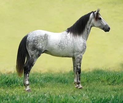Видео Породы лошадей. Уэльский Пони. Лошадь изабелловой масти | OK.RU