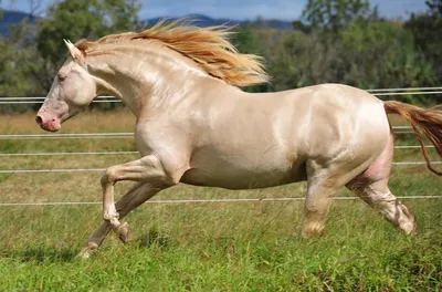 Изабелловая Лошадь, цена 75000 руб. купить в Нижнем Тагиле