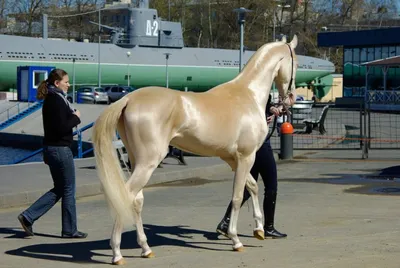 Лошадь изабелловой масти - 77 фото