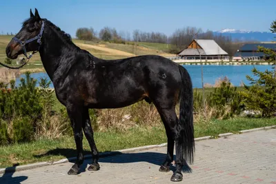 Кабардинская лошадь фото 