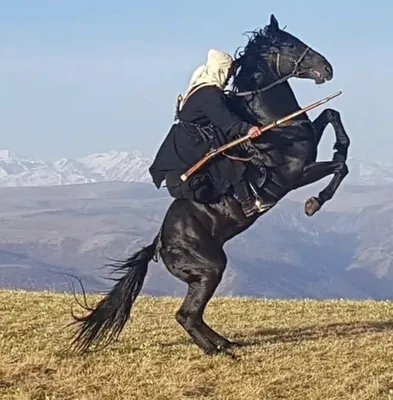Кабардинская vs Карачаевская породы лошадей | Замкадочная женщина | Дзен