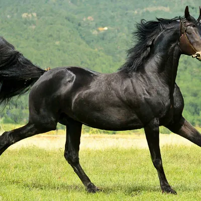 Кабардинская порода лошадей - Туризм КБР