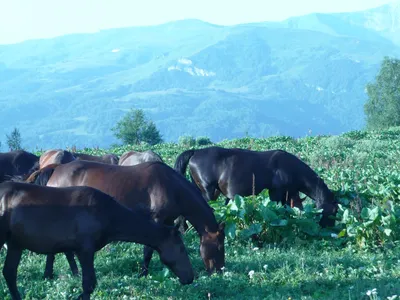 Кавказский Узел | Многодневный пробег напомнил о достоинствах кабардинской  породы лошадей