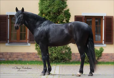 Кабардинская лошадь» — создано в Шедевруме