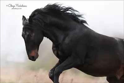 Кабардинская порода лошадей | ЛОШАДИ | Дзен