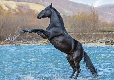 Кабардинская vs Карачаевская породы лошадей | Замкадочная женщина | Дзен