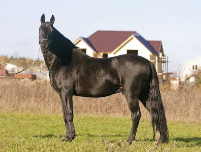 Кабардинская лошадь: верная помощница на все случаи жизни» — создано в  Шедевруме