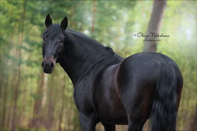 Кабардинская порода лошадей | ЛОШАДИ | Дзен