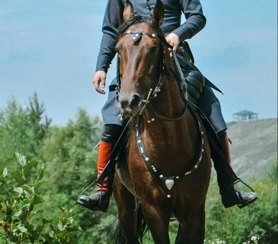 Кабардинская порода лошадей - PremiumTopSport