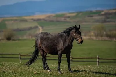 Кабардинская порода лошадей (@circassian_kabardian_horse) • Instagram  photos and videos
