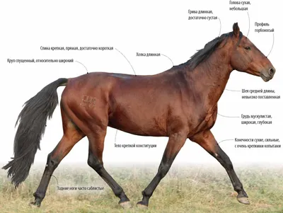 ГЛАВНАЯ - Кабардинские лошади
