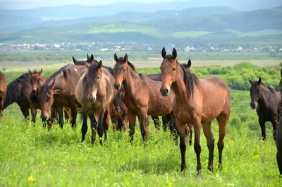 Кабардинская порода лошадей. Сайт про зверей - ZveroSite.ru