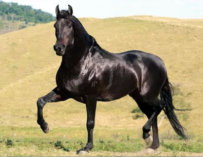 Кабардинская имеет хорошее телосложение с довольно изящными формами |  Cavalos mangalarga marchador, Mangalarga marchador, Cavalos mangalarga