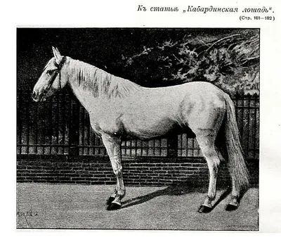 Шолох - Кабардинская порода лошадей - YouTube
