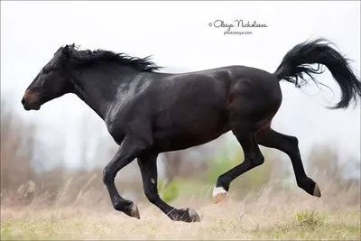 Англо кабардинская лошадь - 77 фото