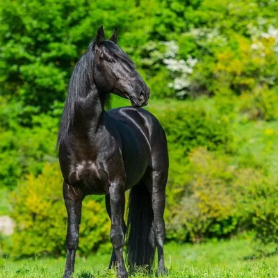 Кабардинские лошади особенности породы | Коневодство | Кабардинская порода  лошадей - YouTube