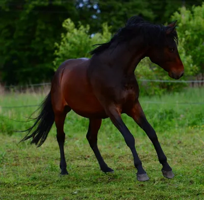 Кабардинская порода лошадей | это... Что такое Кабардинская порода лошадей?