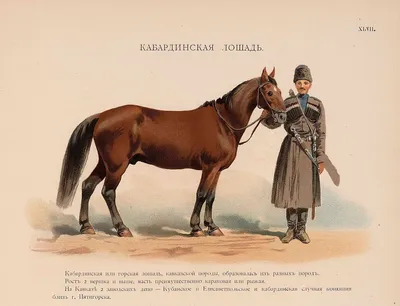 Файл:Кабардинская лошадь.jpg — Википедия
