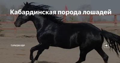 Лошади: Кабардинская порода, советская открытка купить в галерее Rarita в  Москве