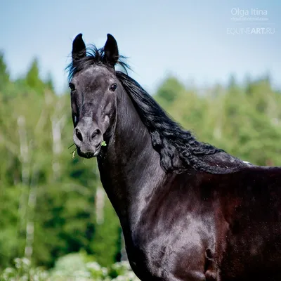 Кабардинская лошадь (Тимур Катинов) / Стихи.ру