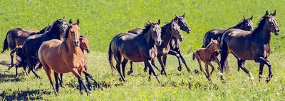 Кавказский Узел | Многодневный пробег напомнил о достоинствах кабардинской  породы лошадей