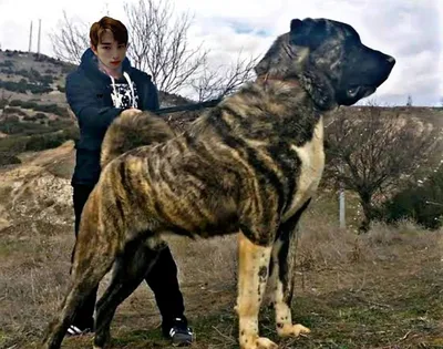 Кангал собака с человеком (55 фото) - картинки sobakovod.club