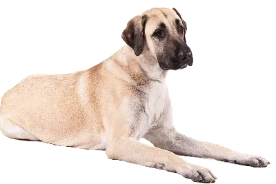 Кангал (анатолийская овчарка): все о собаке, фото, описание породы,  характер, цена