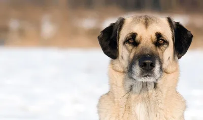 Пропала собака Чарлик, вознаграждение. Озеро Калды, Сулейманова. Тел.  89080501644 | Pet911.ru