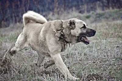 Кангал: фото собаки, описание породы, цена щенков и уход