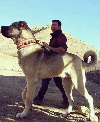Турецкая собака кангал - 64 фото