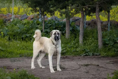 Предлагаются к бронированию !!!! Щенки Лабрадор: Договорная ᐈ Собаки |  Бишкек | 62810306 ➤ lalafo.kg