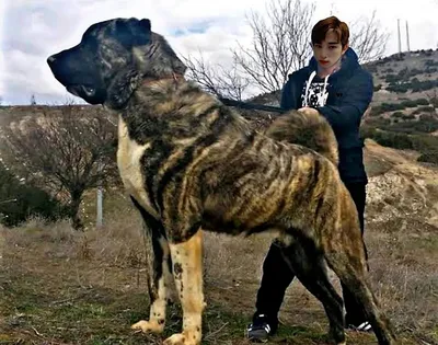 Калган собака (35 лучших фото)
