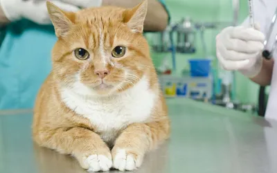 Калицивирус кошек (КВК) - калицивироз кошек | Ветеринарная клиника доктора  Шубина