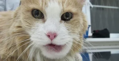 Калицивирусная инфекция (калицивироз) кошек | Ветеринарная клиника доктора  Шубина
