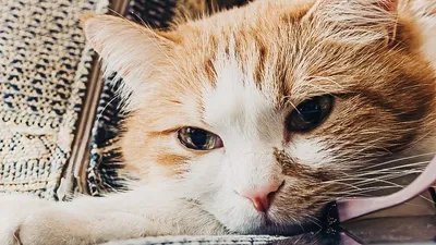 Кальцивироз у кошек: симптомы и лечение болезни