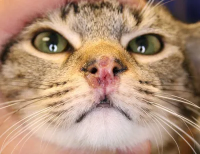 Кальцивирусная инфекция у кошки | Сеть ветеринарных клиник «Ветус»