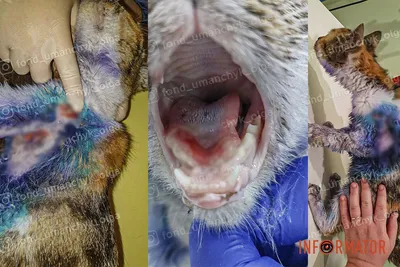 Лечение кальцивироза у кошек - «Айболит Плюс» - сеть ветеринарных клиник