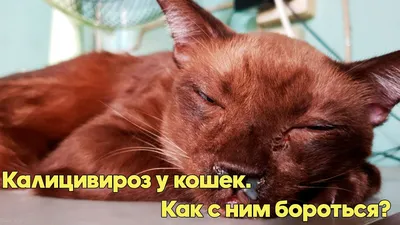 Калицивироз кошек: профилактика, симптомы, лечение - Питомцы Mail.ru