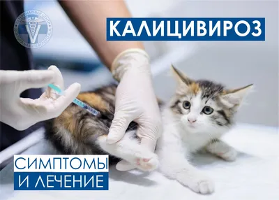 Четыре котенка на грани жизни и смерти, кальцивироз, сбор на лечение - Фонд  помощи бездомным животным \"РЭЙ\"