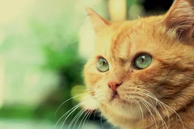Кальцивироз у кошек, как диагностировать и лечить заболевание