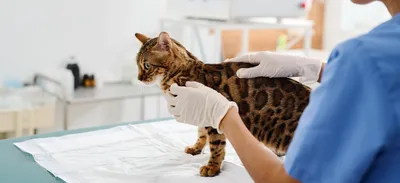 Стремительный и агрессивный»: в Новосибирске кошек скосил неизвестный вирус  - KP.RU