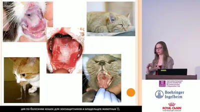 Кальцивироз у кошек: 🐈 симптомы и лечение вируса