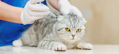 Биохимический анализ крови у кошек – сдать биохимию в Москве, записавшись  по телефону +7 (499) 618-68-10
