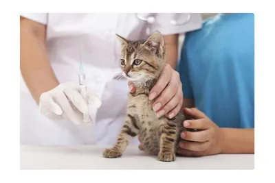 Кальцивироз у кошек или кальцивирусная инфекция