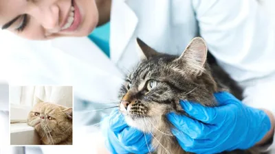 Хронический гингивостоматит у кошек - статьи о ветеринарии «Свой Доктор»
