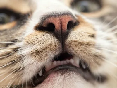 Третье веко у кошки: воспаление, выпадение, как и чем лечить эти и другие  патологии