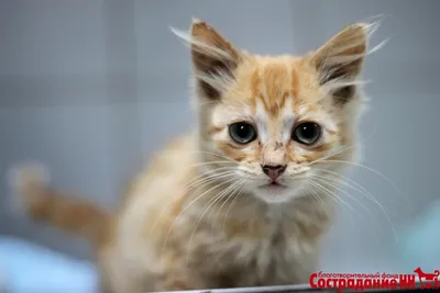 Вакцинация котят в Краснодаре - Прививка котенку по цене от 2150 руб.