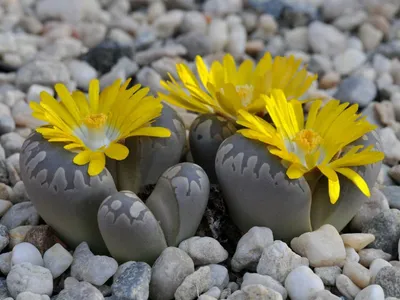 Каменные цветы: Фантастические обои в формате jpg
