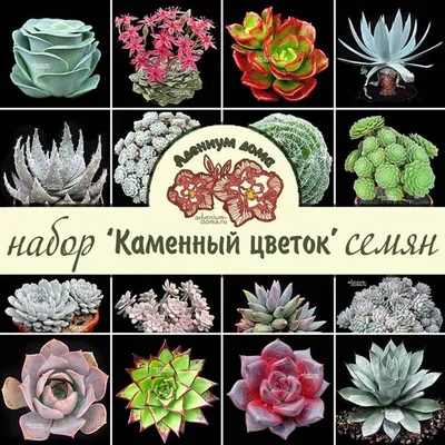 Сказочная красота: Каменные цветы в формате jpg